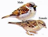 house sparrows